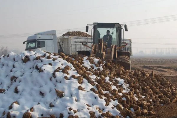 Pancardan şeker üretiminin oranı artırıldı