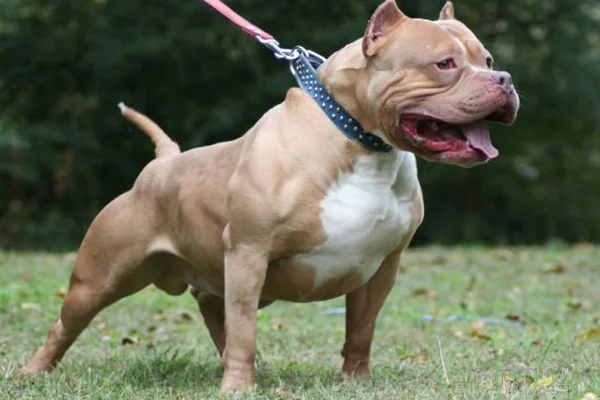 Pitbull besleyen kişiye para cezası