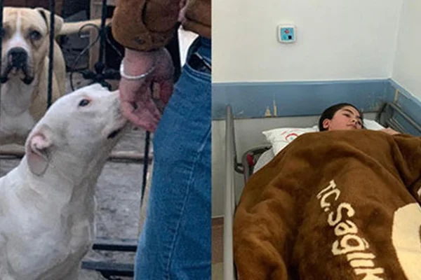 Pitbull dehşet saçtı