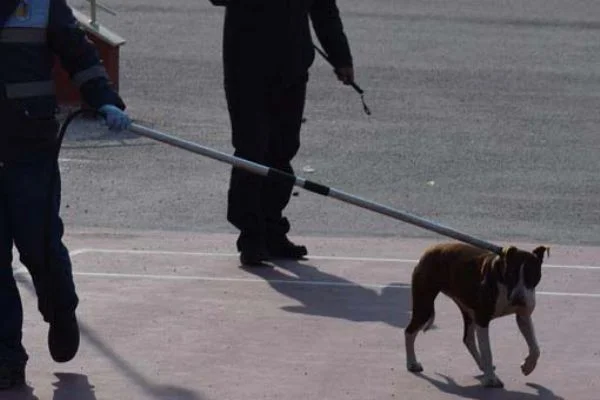 Pitbull okul bahçesinde öğrencilere saldırdı