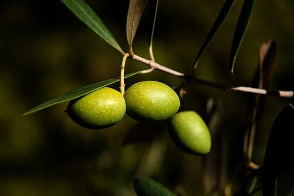 Türkiye'de zeytin çekirdeğinden biyoplastik üretiliyor