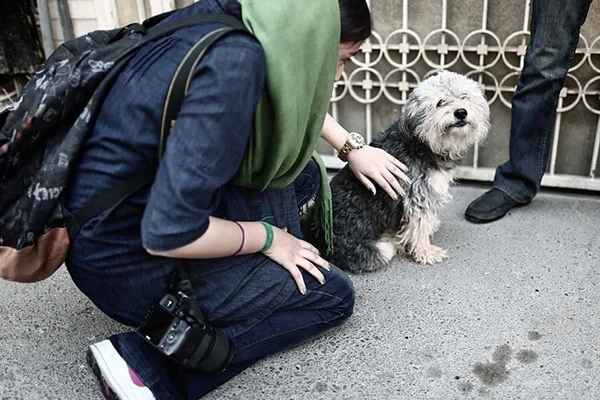 Ülkede köpek beslemek yasaklandı