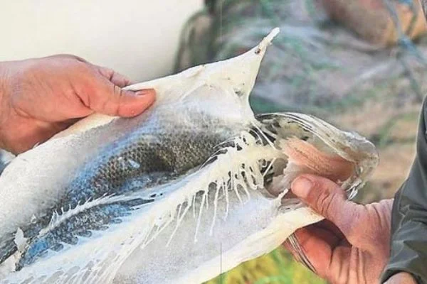 Vampir pire Muğlalı balıkçıların korkulu rüyası oldu
