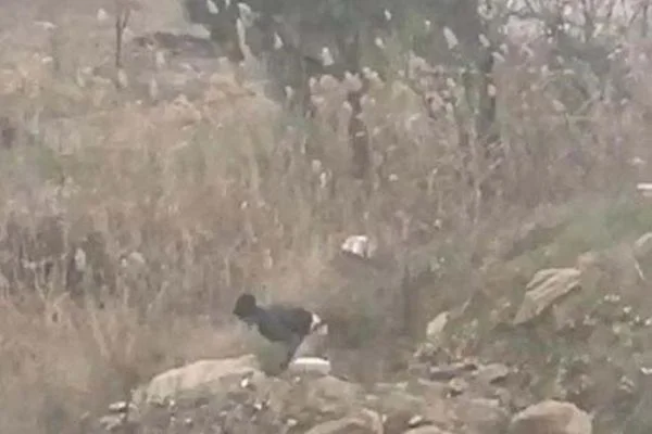 Çektiği video ile uyuşturucu satıcılarını yakalattı