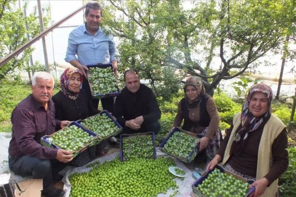 Erik bahçelerinde hummalı hasat