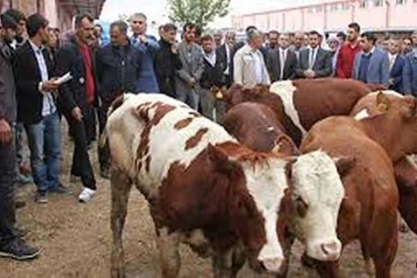 Hibe hayvan suistimalcilerine gözaltı