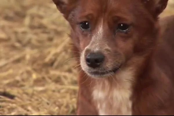 Köpek, dostu için gözyaşı döktü