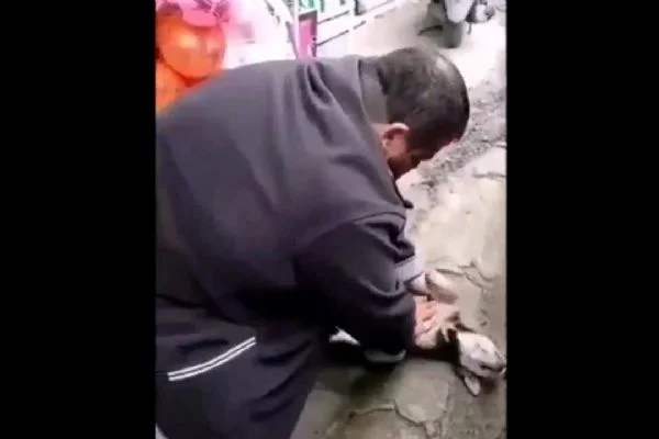 Rize'de bir vatandaş kalbi duran köpeğe kalp masajı yaptı