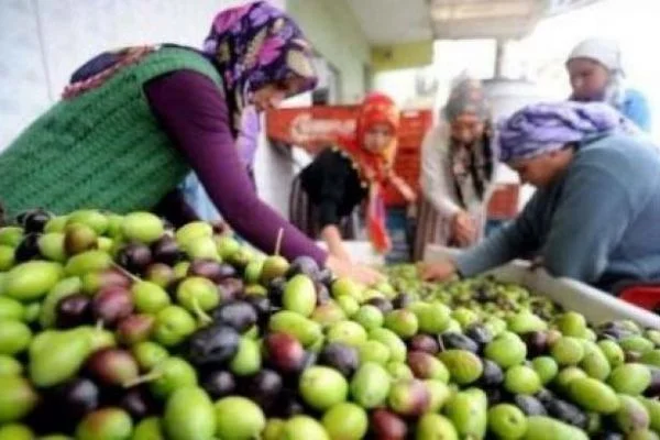 Zeytin üreticisini üzmedi