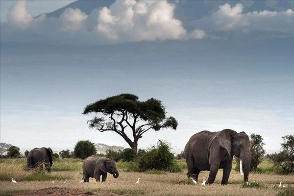 Afrika'da fil avlama yasağının kaldırılması gündemde