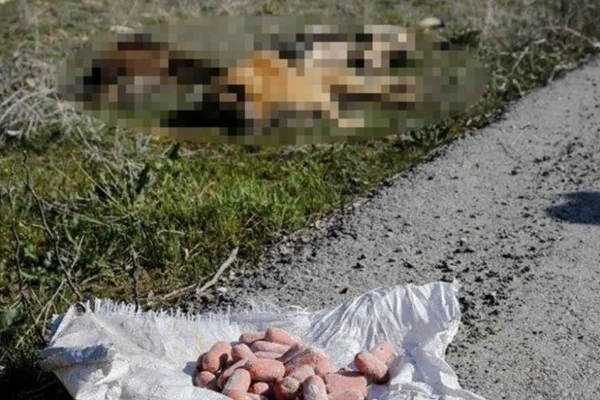 Ankara'da bir köpek katliamı daha