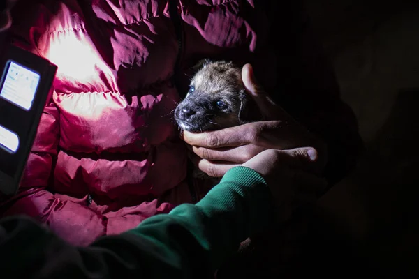 Ankara'da sokak köpeklerini zehirleyen 3 kişi serbest bırakıldı