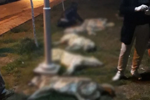Ankara'daki köpek katliamına ilişkin bir kişi gözaltında