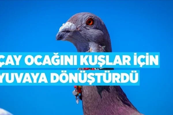 Çay ocağını kuşlar için yuvaya dönüştürdü