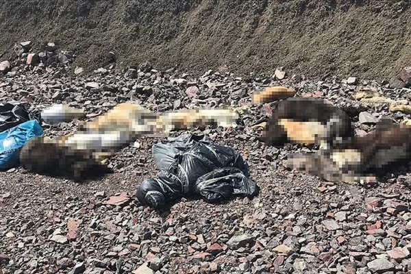 Çubuk'ta onlarca sokak köpeğinin ölüsü bulundu