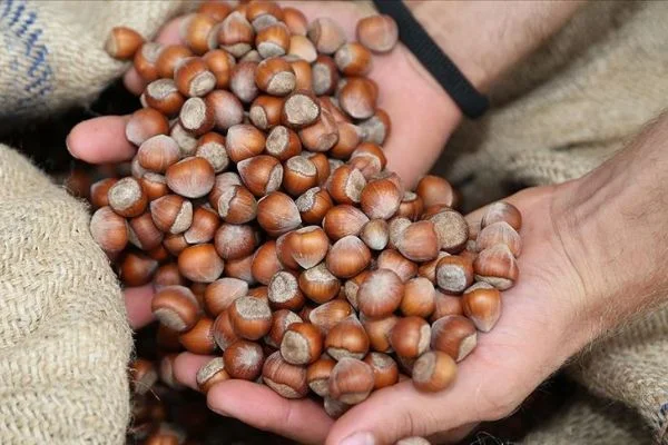 Fındık için yol haritası belirlenecek