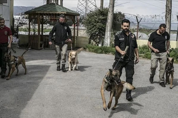 'Hassas burunlar' zehir tacirlerine geçit vermiyor