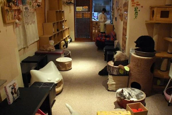 Japonya'nın eğlenceli mekanları 'hayvan kafeler'