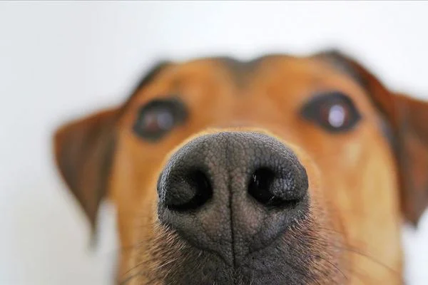 Köpekler kan örneğinde kanseri koklayarak tespit etti