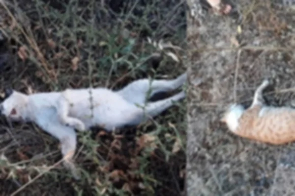 Köpeklerden sonra şimdi de ölü kediler bulundu