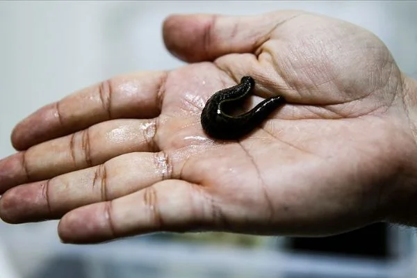 Sülüklerin nesli tükenme tehlikesiyle karşı karşıya