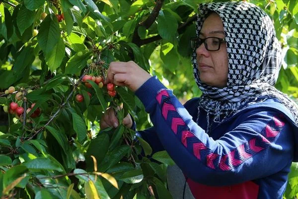Tanesi 1 liraya satılan erkenci kiraz hediyelik oldu