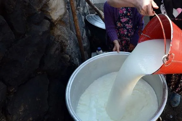 Toplanan inek sütü miktarı şubatta azaldı