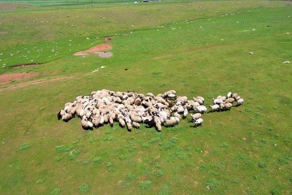 Genç Çiftçi Projesi için koyun alımı yapılacak