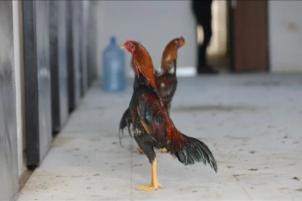 Horoz dövüştürenlere 347 bin lira ceza