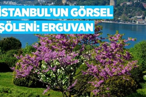 İstanbul'un görsel şöleni: Erguvan