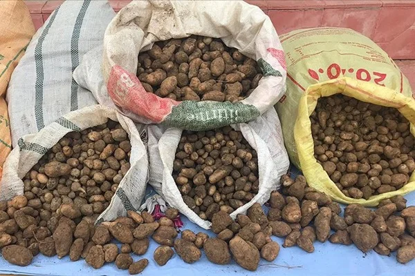Kaçak salep soğanı toplayan kişilere 240 bin lira ceza