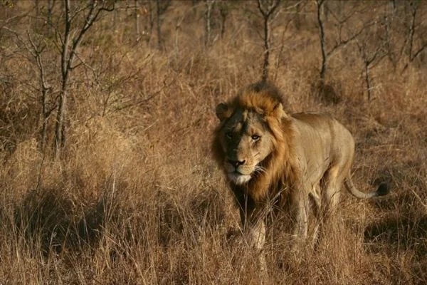 Kamerun'da kenti kaçak aslan korkusu sardı