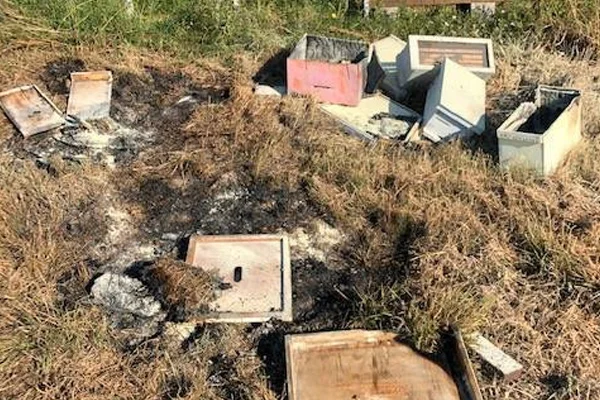 Teksas'ta kovanlara saldırı: Yaklaşık 500 bin arı öldü