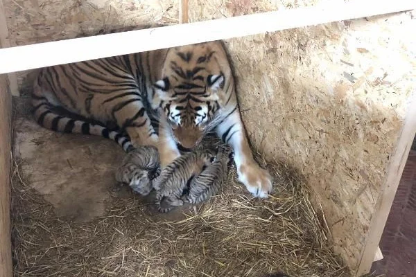 Tuzla'da Bengal kaplanı 3 yavru dünyaya getirdi