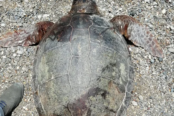 Tüfekle vurulmuş ve bıçaklanmış caretta carettalar bulundu