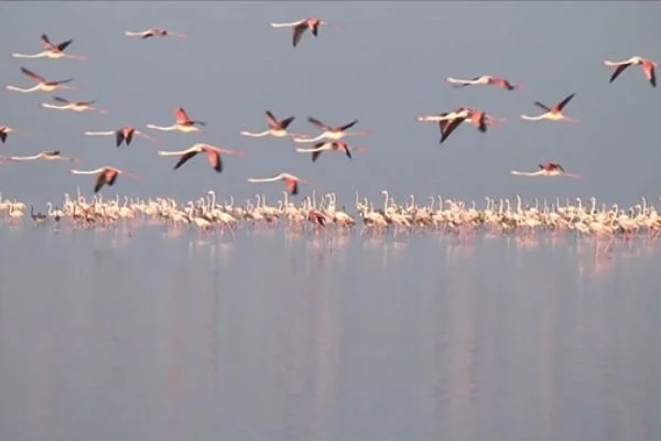 Tuz Gölü flamingolarla bir başka güzel