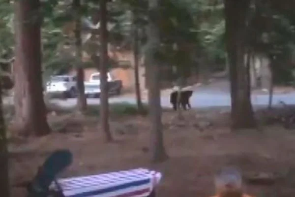Aracında hırsız var sandı, 'ayı' çıktı