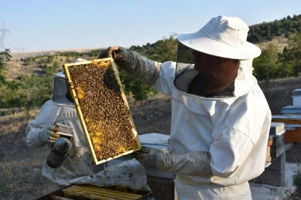 Arı zehrinin kilosu 500 bin Türk Lirası
