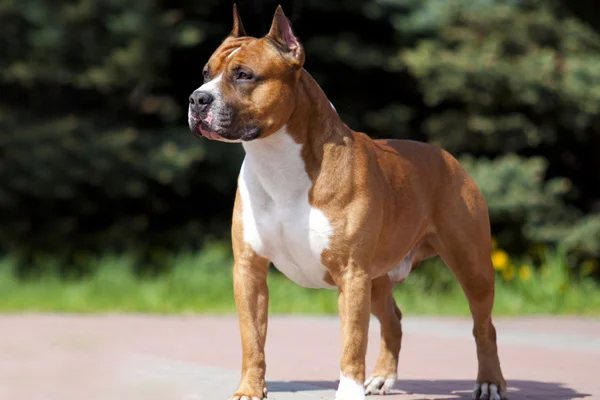 Avustralya'da köpek sahiplerine saldırdı: 1 ölü, 1 yaralı