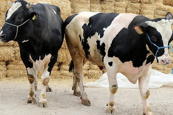 Büyükbaş kurbanlıkların kilogram fiyatı 26 liradan başlayacak