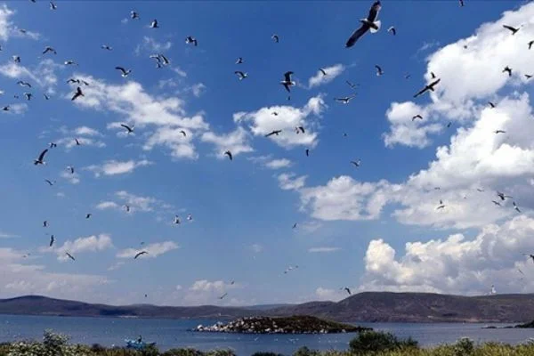 Çıldır Gölü, uçmayı öğrenen yavru kuşlarla şenlendi