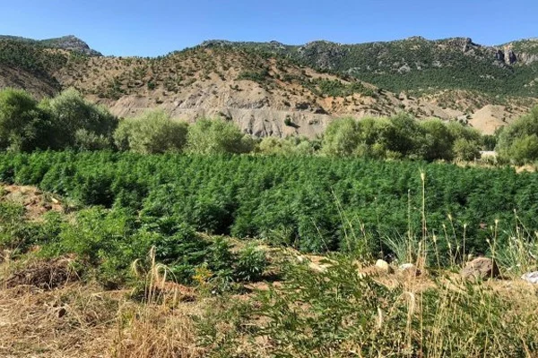 Diyarbakır'da 2 milyon kök Hint keneviri bulundu