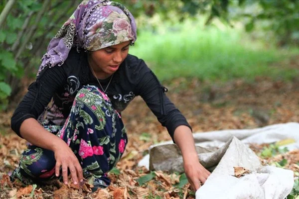 Fındık işçileri sigortalı oluyor