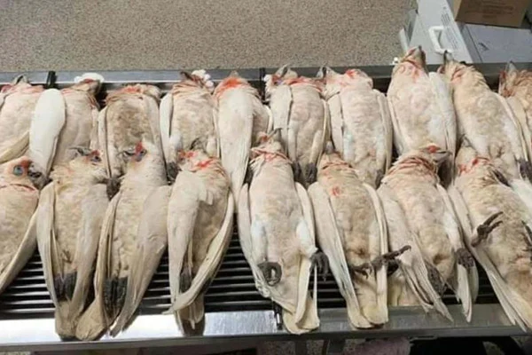 Gökyüzünden gözleri kanayan ve çığlık atan kuşlar yağdı