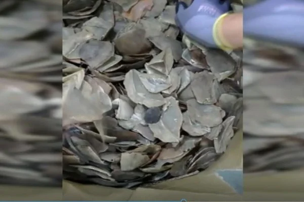 Havalimanında 1,2 ton pangolin pulu ele geçirildi