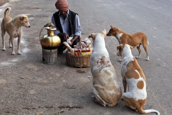 Hindistan'da 50 köpek zehirlenerek itlaf edildi