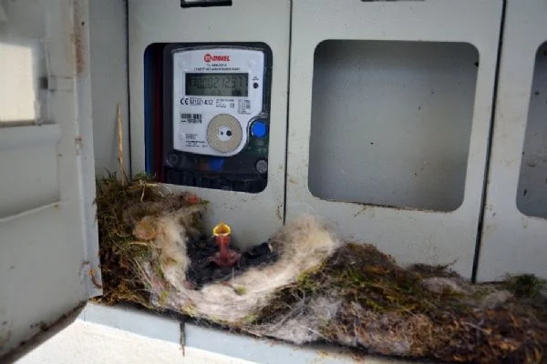 Kuş elektrik saatine yuva yaptı, ev sahibi elektriğini kesti
