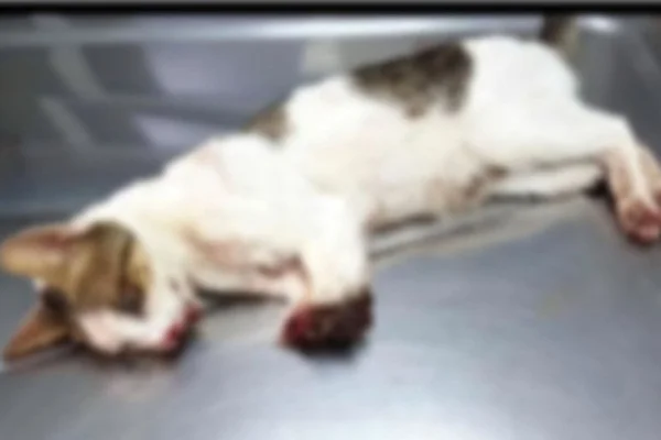 Marmaris'te 2 bacağı kesilmiş halde bulunan kedi uyutuldu