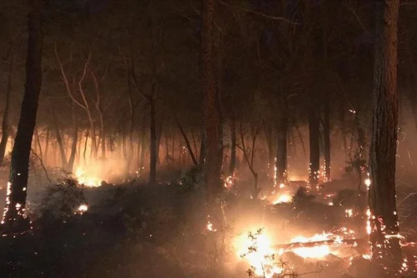 Muğla'da orman yangını