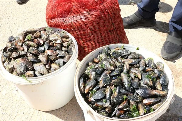 Sağlıksız koşullarda saklanan 1 ton midye imha edildi